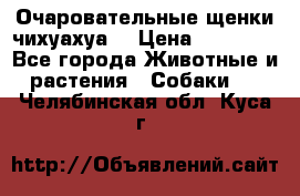 Очаровательные щенки чихуахуа  › Цена ­ 25 000 - Все города Животные и растения » Собаки   . Челябинская обл.,Куса г.